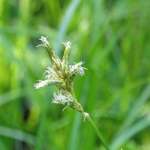 Zittergras-Segge / Carex brizoides