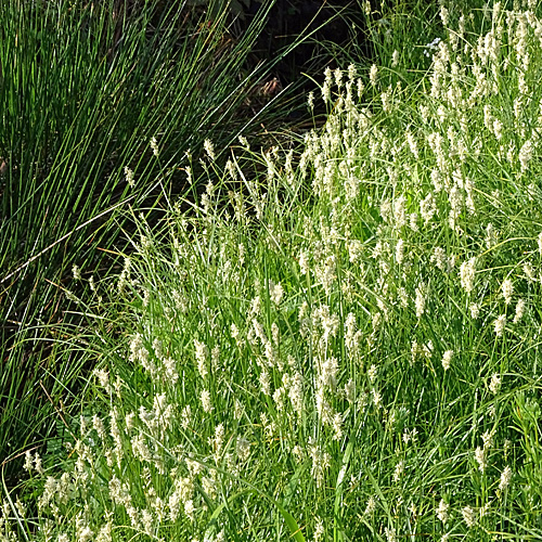 Zittergras-Segge / Carex brizoides