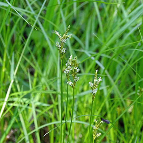 Zittergras-Segge / Carex brizoides