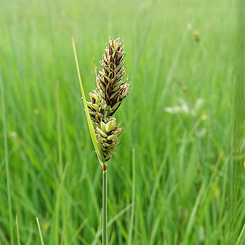 Buxbaums Segge / Carex buxbaumii
