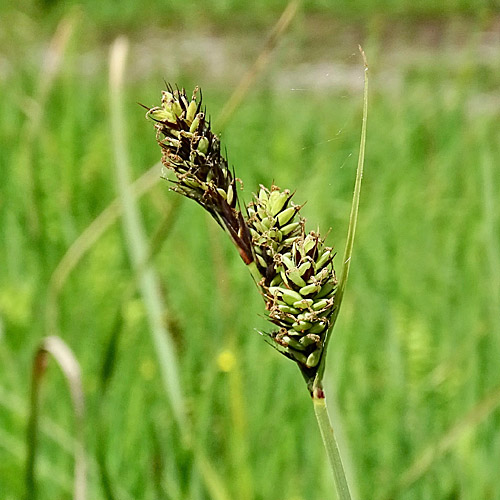 Buxbaums Segge / Carex buxbaumii