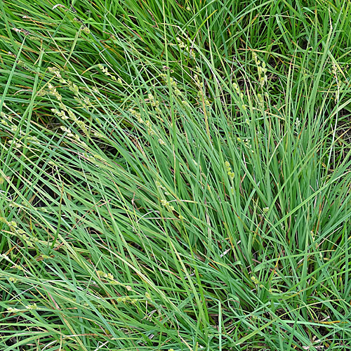 Graue Segge / Carex canescens