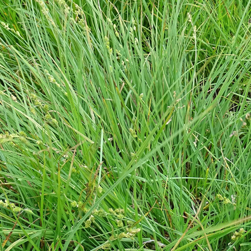 Graue Segge / Carex canescens