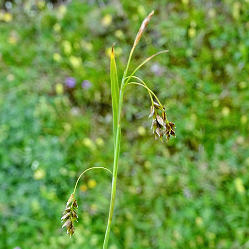 Haarstielige Segge / Carex capillaris