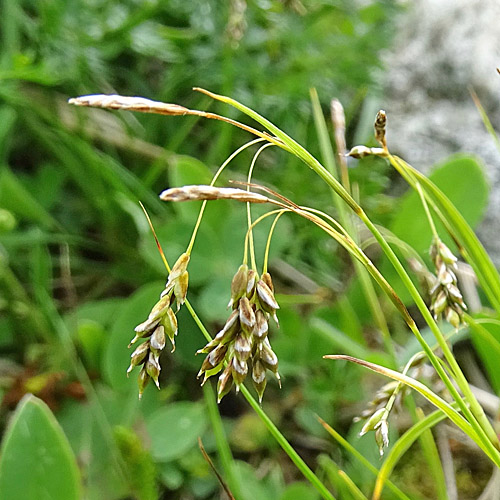 Haarstielige Segge / Carex capillaris