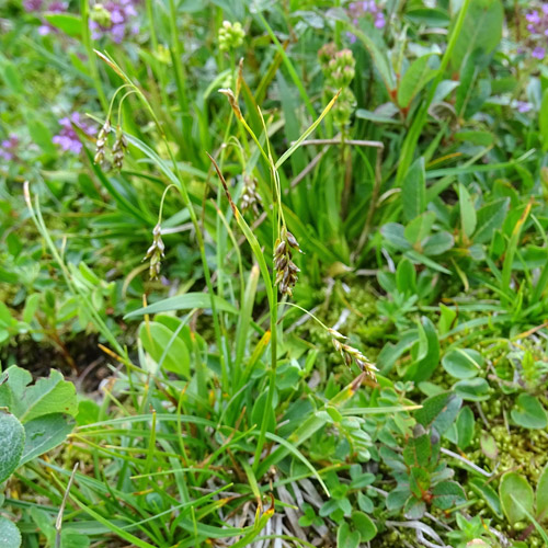 Haarstielige Segge / Carex capillaris