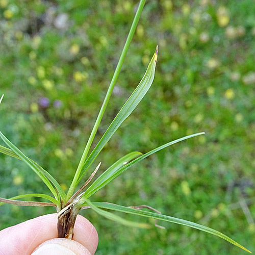 Haarstielige Segge / Carex capillaris