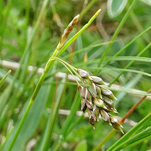 Haarstielige Segge / Carex capillaris