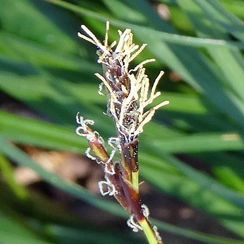 Frühlings-Segge / Carex caryophyllea