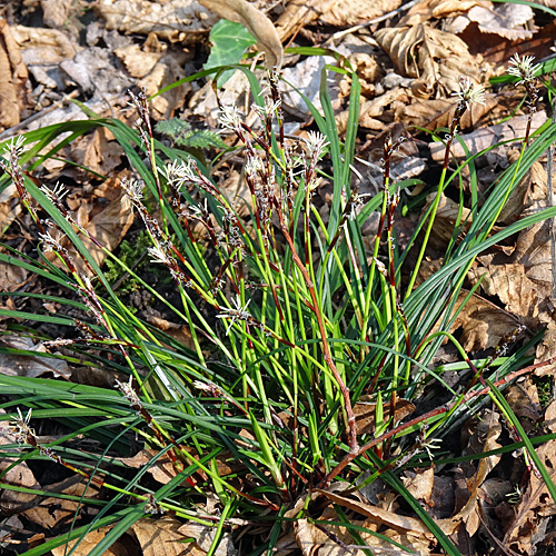 Frühlings-Segge / Carex caryophyllea