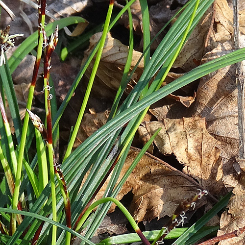 Frühlings-Segge / Carex caryophyllea