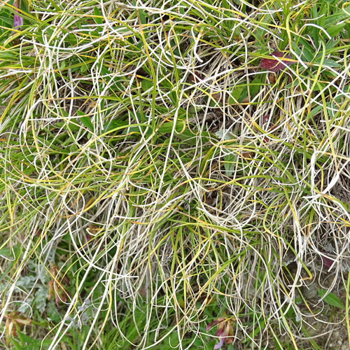 Krumm-Segge / Carex curvula