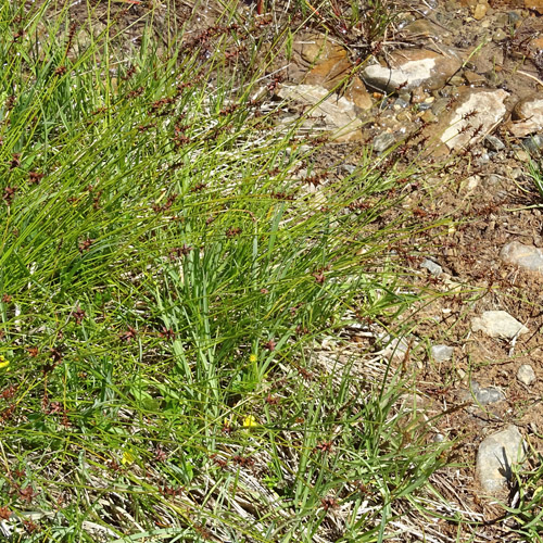 Davalls Segge / Carex davalliana