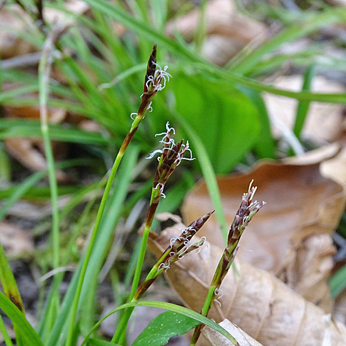 Finger-Segge / Carex digitata