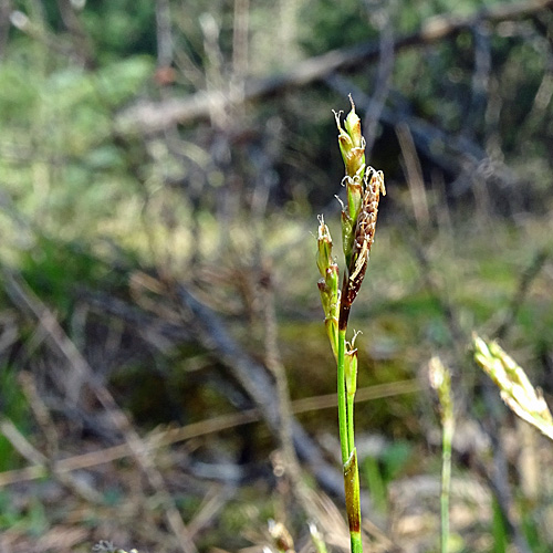 Finger-Segge / Carex digitata