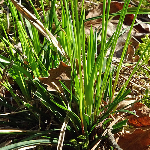 Finger-Segge / Carex digitata