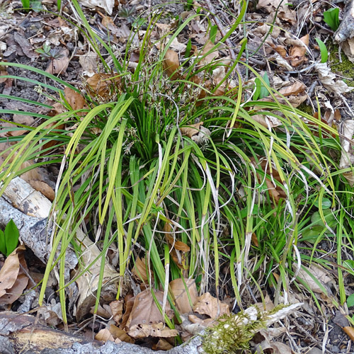 Finger-Segge / Carex digitata