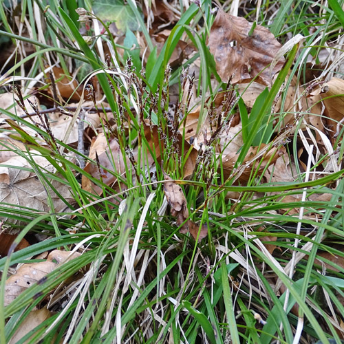 Finger-Segge / Carex digitata