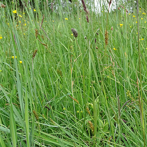 Langgliederige Segge / Carex distans