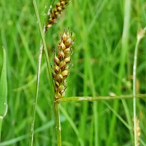 Langgliederige Segge / Carex distans