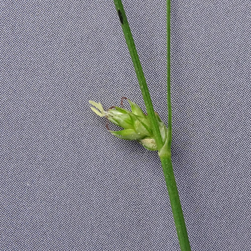 Unterbrochenährige Stachelsegge / Carex divulsa