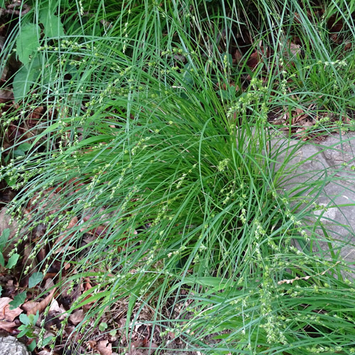 Unterbrochenährige Stachelsegge / Carex divulsa