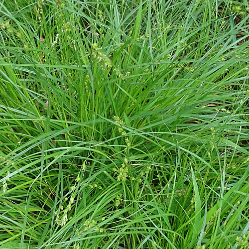 Unterbrochenährige Stachelsegge / Carex divulsa