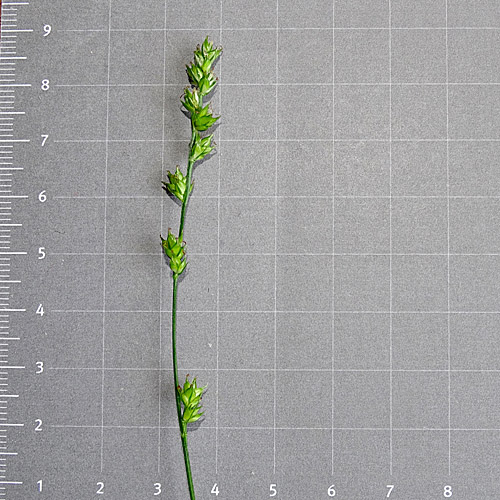 Unterbrochenährige Stachelsegge / Carex divulsa