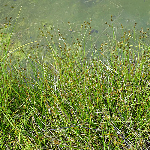 Igelfrüchtige Segge / Carex echinata