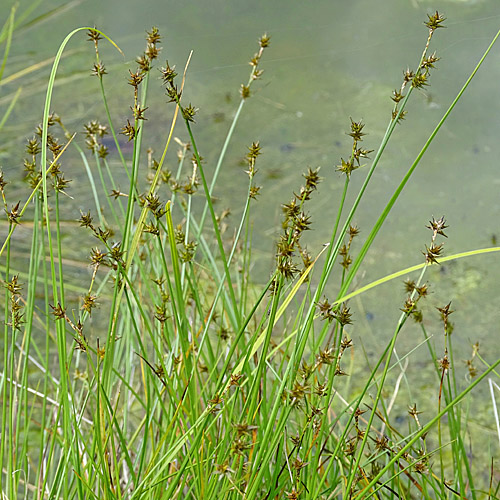 Igelfrüchtige Segge / Carex echinata