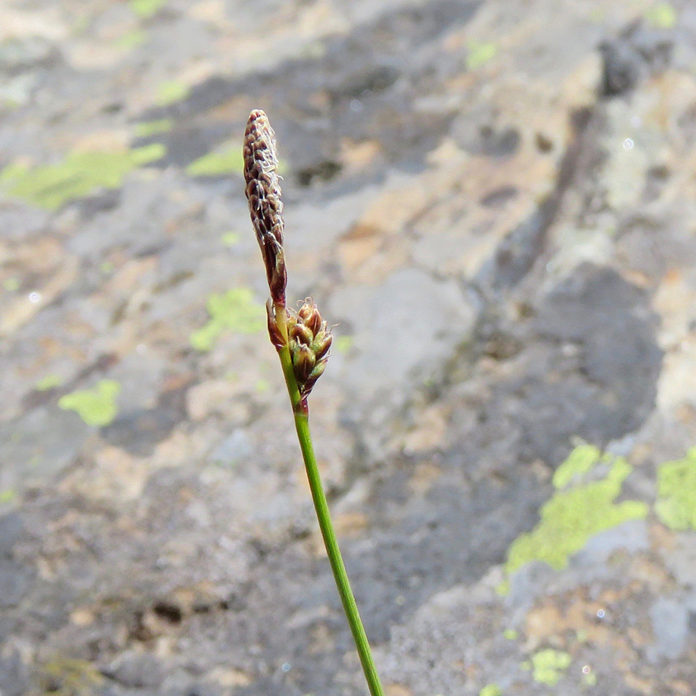 Heide-Segge / Carex ericetorum