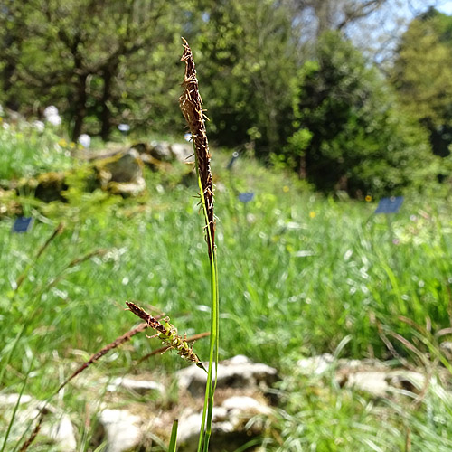 Rost-Segge / Carex ferruginea