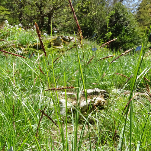 Rost-Segge / Carex ferruginea
