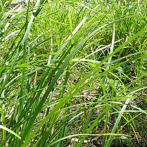 Rost-Segge / Carex ferruginea