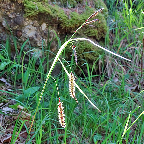 Schlaffe Segge / Carex flacca