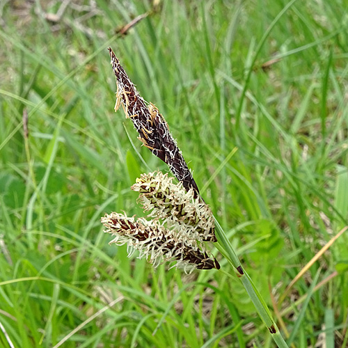 Schlaffe Segge / Carex flacca