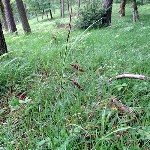 Schlaffe Segge / Carex flacca