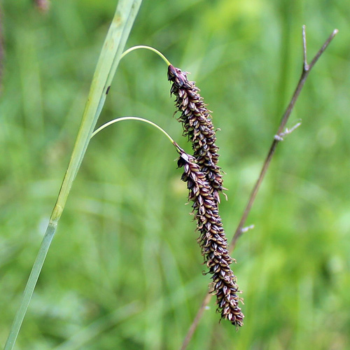 Schlaffe Segge / Carex flacca