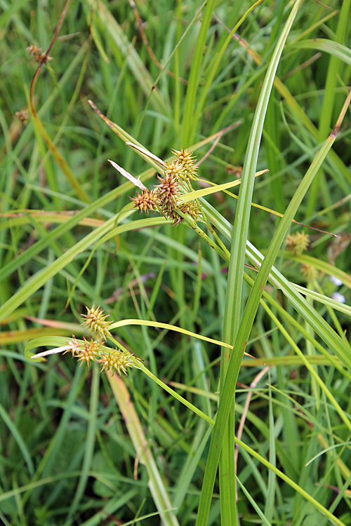Gewöhnliche Gelbe Segge / Carex flava