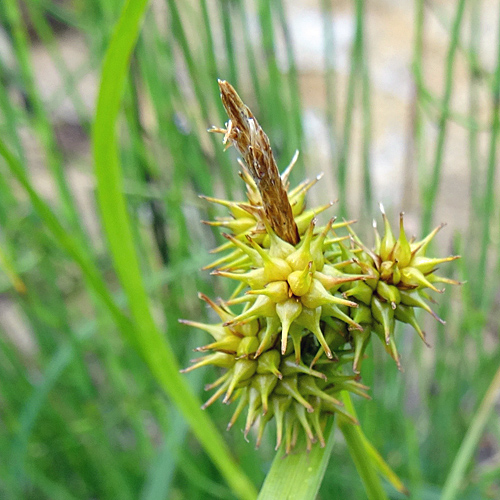 Gewöhnliche Gelbe Segge / Carex flava