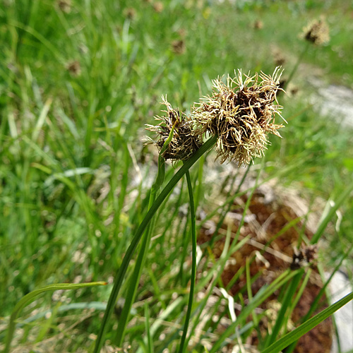 Schneetälchen-Segge / Carex foetida