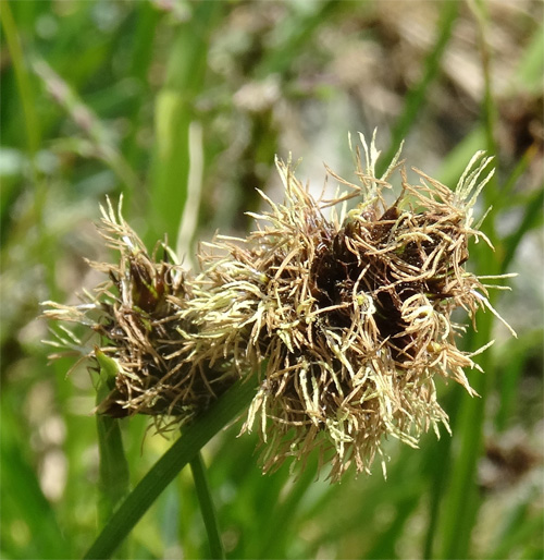 Schneetälchen-Segge / Carex foetida