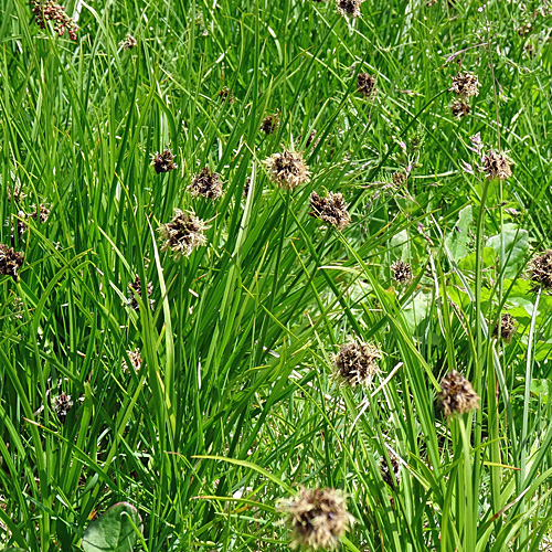 Schneetälchen-Segge / Carex foetida