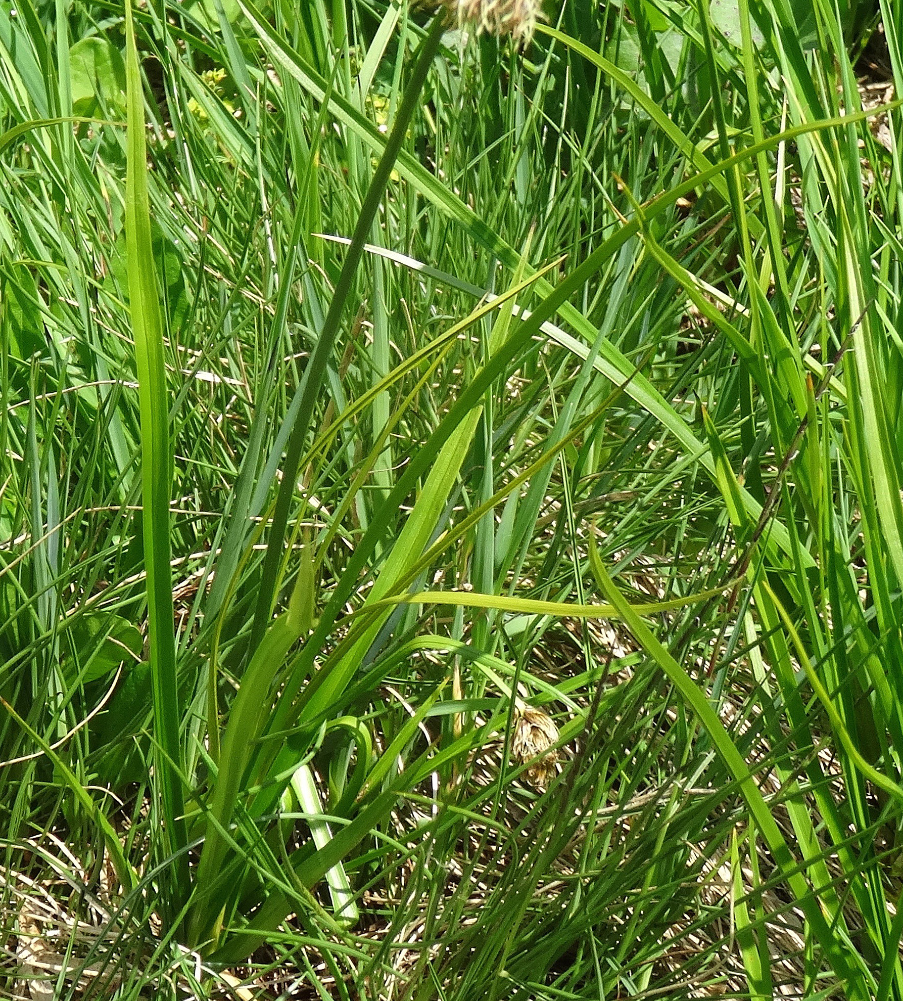 Schneetälchen-Segge / Carex foetida