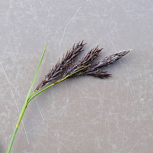 Eis-Segge / Carex frigida