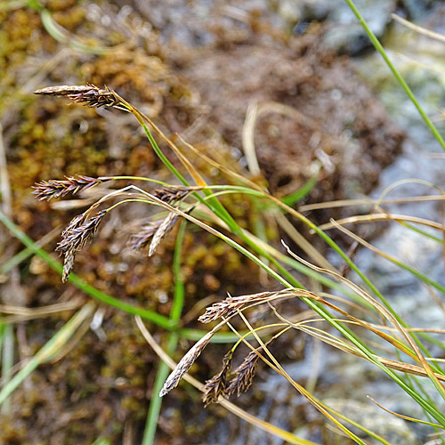 Eis-Segge / Carex frigida