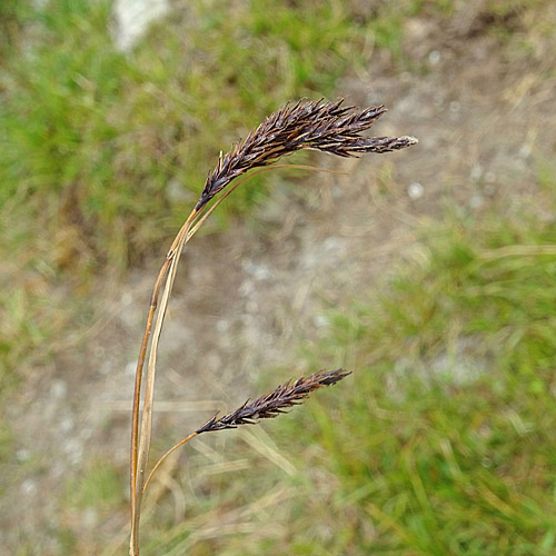 Eis-Segge / Carex frigida