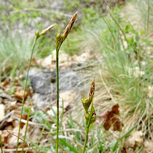 Hallers Segge / Carex halleriana