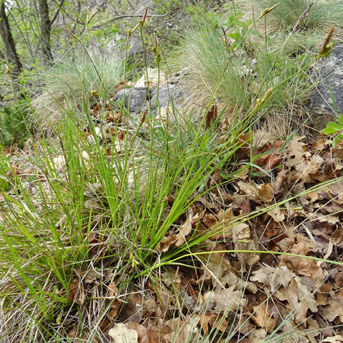 Hallers Segge / Carex halleriana