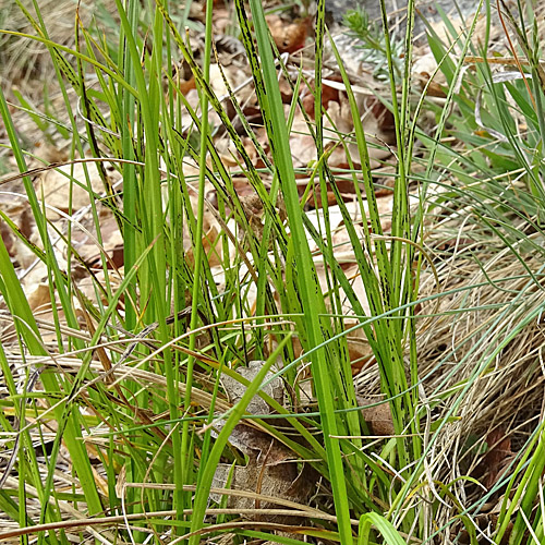 Hallers Segge / Carex halleriana